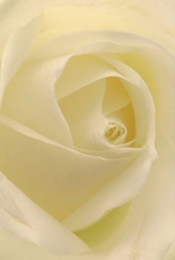 Looking closely at this elegantly spiralled white rose reveals a world of softness and gentle contrast, as petals of ivory and cream overlap and intertwine, illuminated by the diffused daylight of Canonbury's tranquil backstreets. The effect is both calming and refined-subtle gradations of tone ripple through every curve, enhanced by the delicate play of shadow between folds. This arrangement, often chosen by Canonbury's discerning clientele, speaks of sincere intent-perfect for weddings on Upper Street, quiet apologies, or marking cherished milestones within Islington's distinctive townhouses. The central spiral, so precisely formed, hints at the purity and steadfastness at the core of every meaningful relationship, while the near-translucence of the outer petals conveys a fragile yet enduring grace. Linger long enough and you seem to catch the serene, understated fragrance-fresh, clean, and so utterly appropriate for moments of connection or remembrance. This rose, in the hands of a Canonbury florist, elevates natural beauty to an art form, inviting all who receive it to experience both tenderness and lasting admiration for the artistry woven into every bloom.